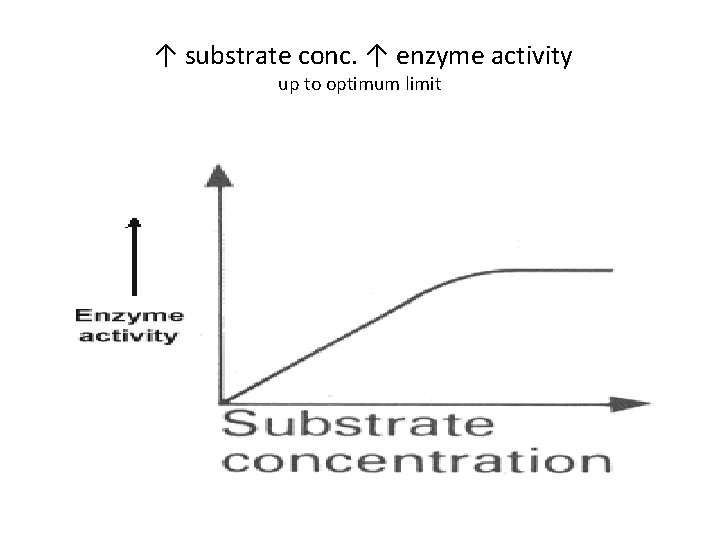  ↑ substrate conc. ↑ enzyme activity up to optimum limit 