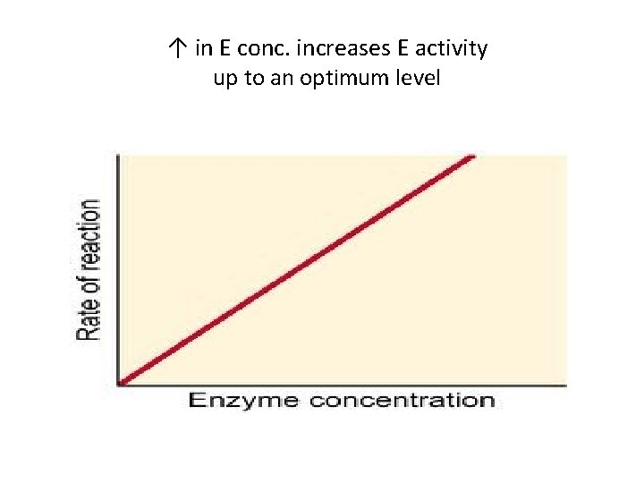 ↑ in E conc. increases E activity up to an optimum level 