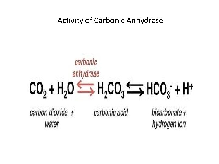  Activity of Carbonic Anhydrase 