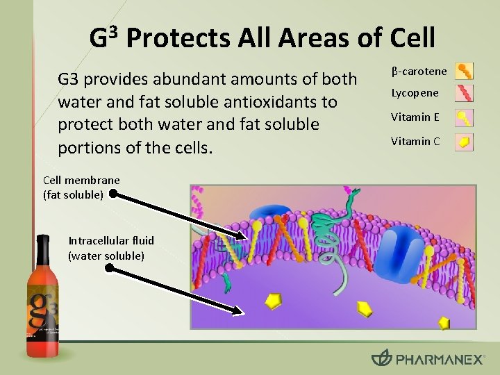 3 G Protects All Areas of Cell G 3 provides abundant amounts of both