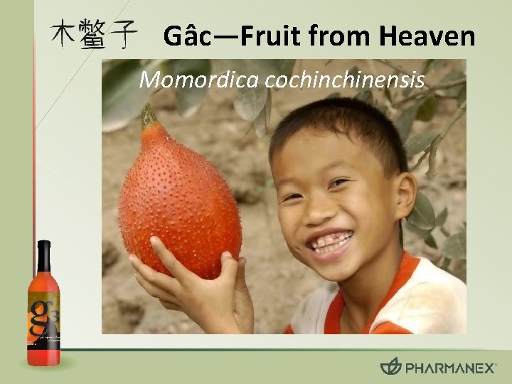 Gâc—Fruit from Heaven Momordica cochinensis 