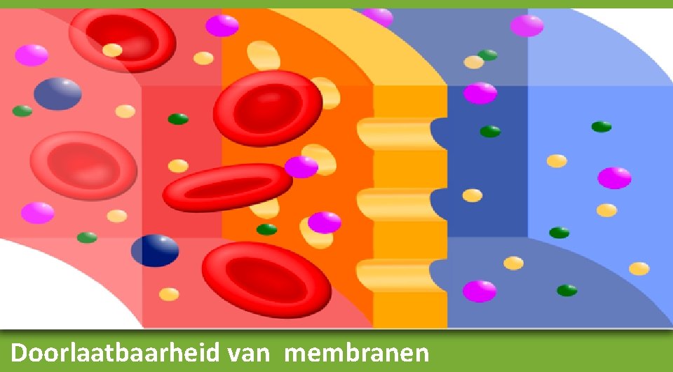 Doorlaatbaarheid van membranen 