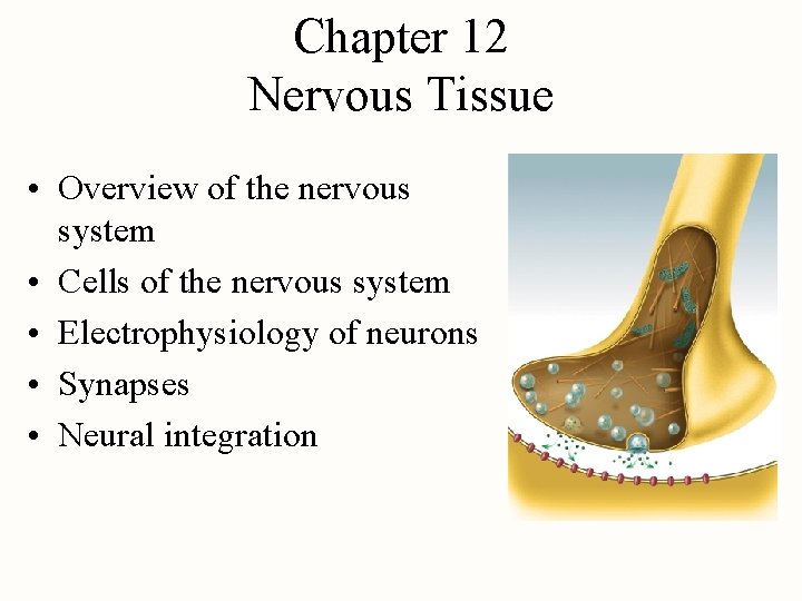 Chapter 12 Nervous Tissue • Overview of the nervous system • Cells of the