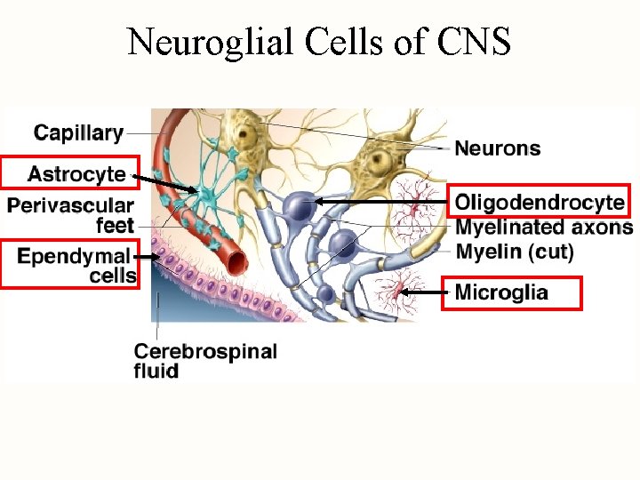 Neuroglial Cells of CNS 
