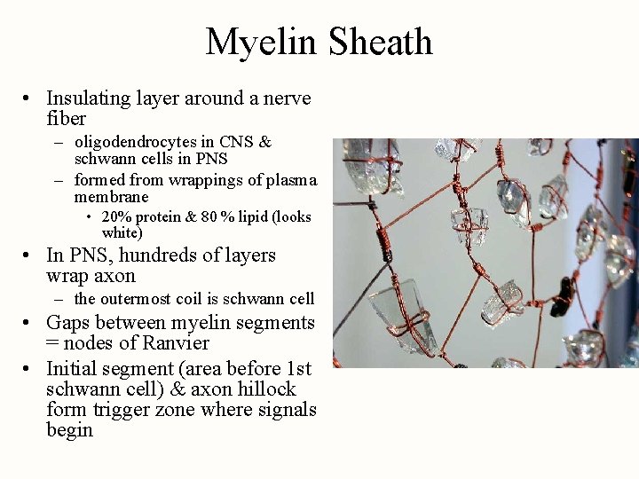 Myelin Sheath • Insulating layer around a nerve fiber – oligodendrocytes in CNS &