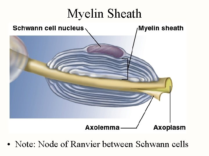 Myelin Sheath • Note: Node of Ranvier between Schwann cells 