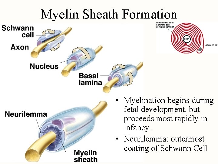 Myelin Sheath Formation • Myelination begins during fetal development, but proceeds most rapidly in