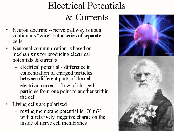 Electrical Potentials & Currents • Neuron doctrine -- nerve pathway is not a continuous