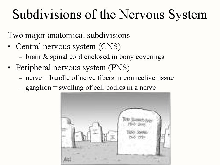 Subdivisions of the Nervous System Two major anatomical subdivisions • Central nervous system (CNS)