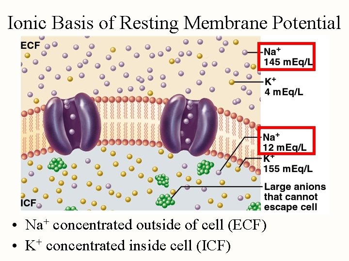 Ionic Basis of Resting Membrane Potential • Na+ concentrated outside of cell (ECF) •