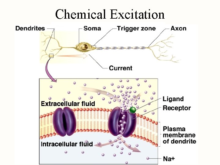 Chemical Excitation 