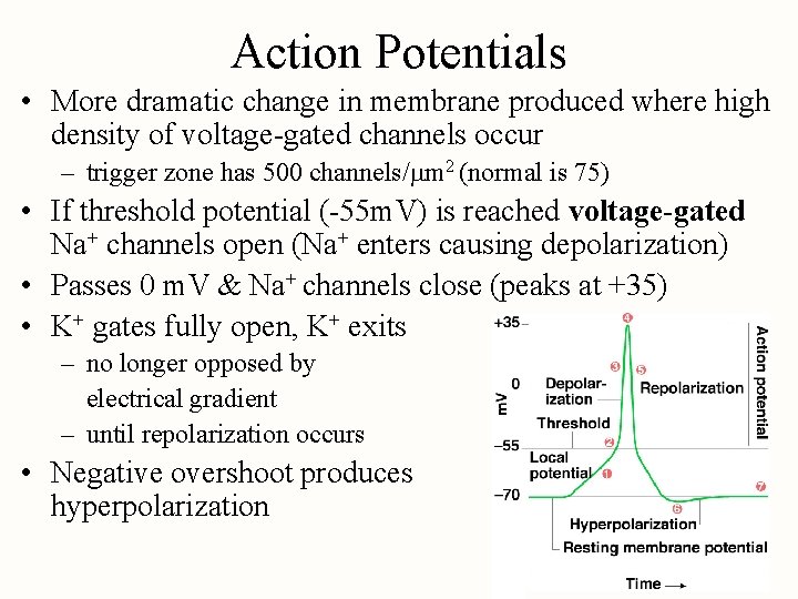 Action Potentials • More dramatic change in membrane produced where high density of voltage-gated