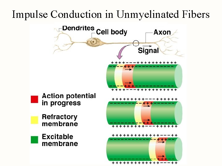 Impulse Conduction in Unmyelinated Fibers 