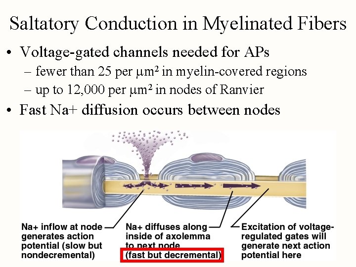 Saltatory Conduction in Myelinated Fibers • Voltage-gated channels needed for APs – fewer than