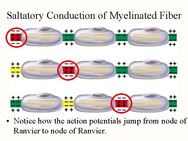 Saltatory Conduction of Myelinated Fiber • Notice how the action potentials jump from node
