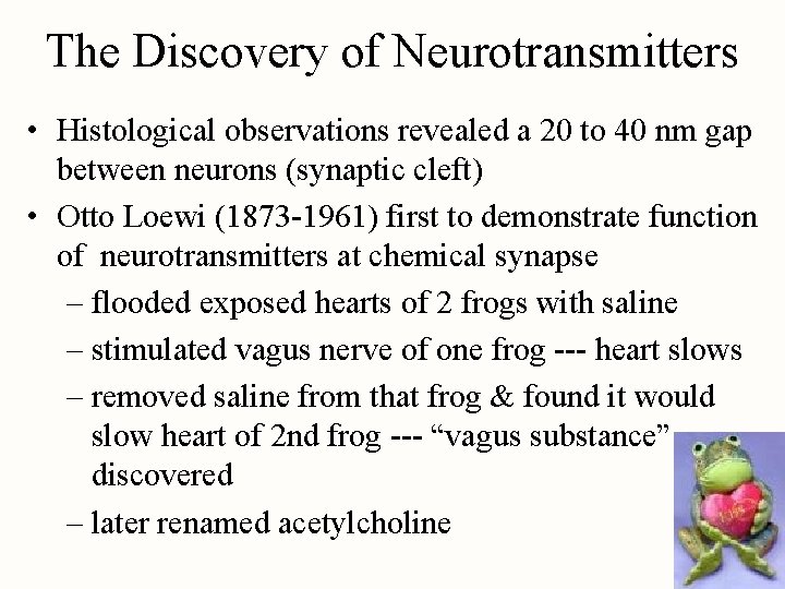 The Discovery of Neurotransmitters • Histological observations revealed a 20 to 40 nm gap