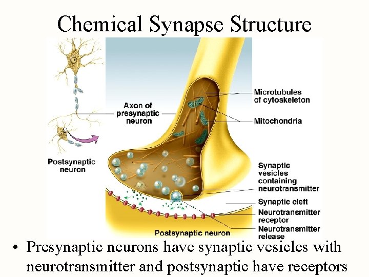 Chemical Synapse Structure • Presynaptic neurons have synaptic vesicles with neurotransmitter and postsynaptic have