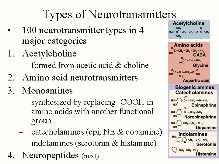 Types of Neurotransmitters • 100 neurotransmitter types in 4 major categories 1. Acetylcholine –