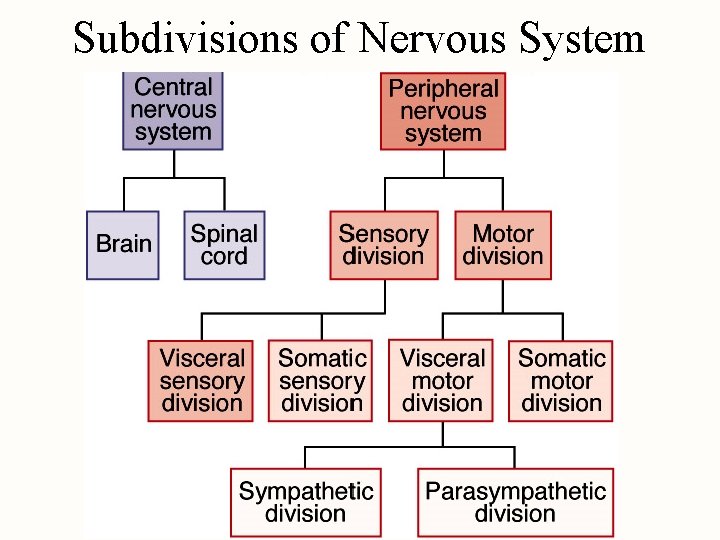 Subdivisions of Nervous System 