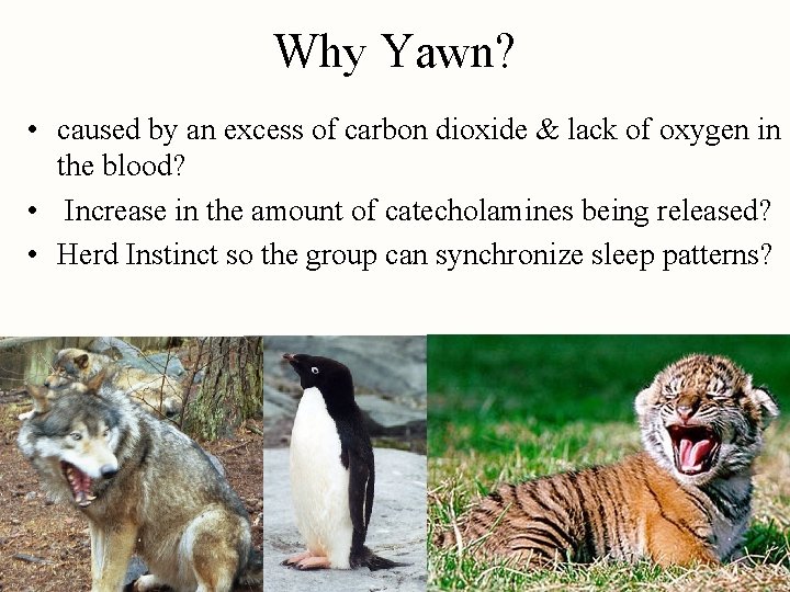 Why Yawn? • caused by an excess of carbon dioxide & lack of oxygen