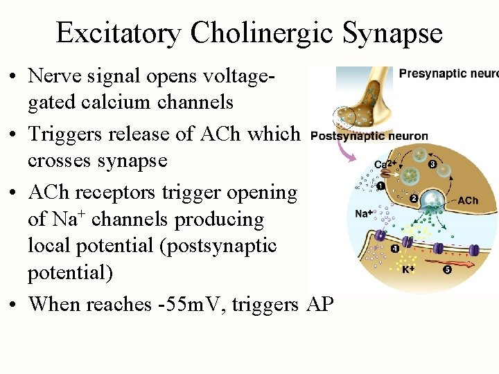 Excitatory Cholinergic Synapse • Nerve signal opens voltagegated calcium channels • Triggers release of