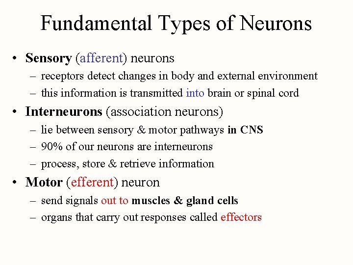 Fundamental Types of Neurons • Sensory (afferent) neurons – receptors detect changes in body