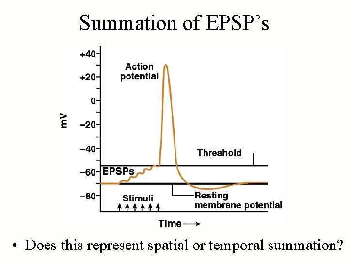 Summation of EPSP’s • Does this represent spatial or temporal summation? 