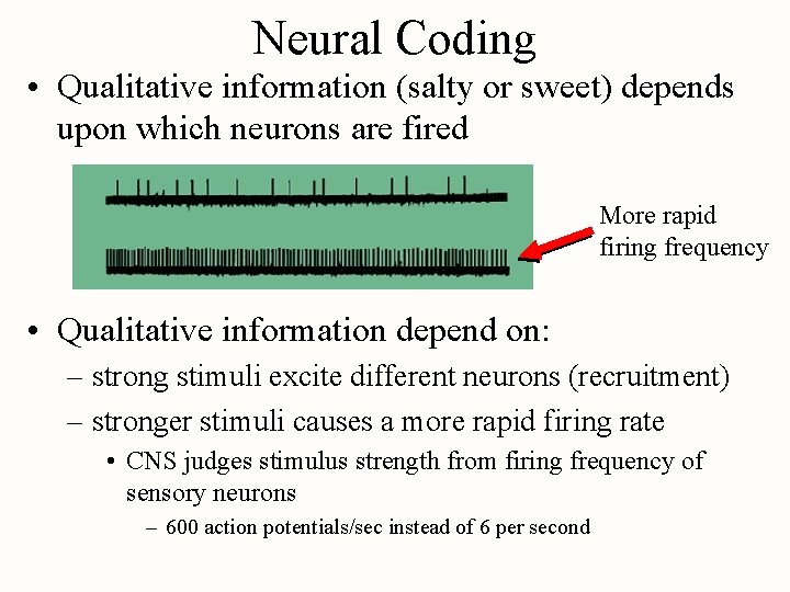 Neural Coding • Qualitative information (salty or sweet) depends upon which neurons are fired