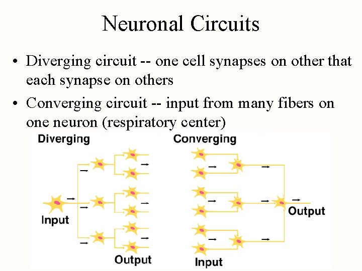 Neuronal Circuits • Diverging circuit -- one cell synapses on other that each synapse