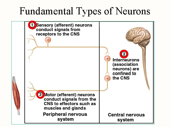 Fundamental Types of Neurons 