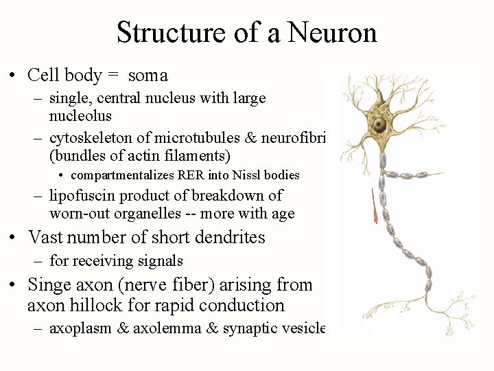 Structure of a Neuron • Cell body = soma – single, central nucleus with