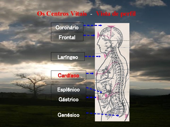 Os Centros Vitais - Vista de perfil Coronário Frontal Laríngeo Cardíaco Esplênico Gástrico Genésico