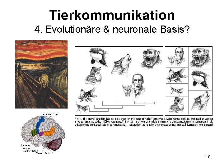 Tierkommunikation 4. Evolutionäre & neuronale Basis? 10 