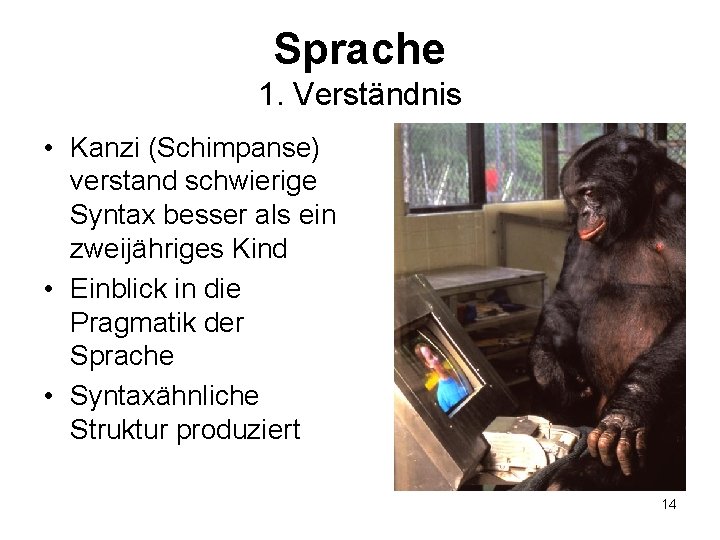 Sprache 1. Verständnis • Kanzi (Schimpanse) verstand schwierige Syntax besser als ein zweijähriges Kind