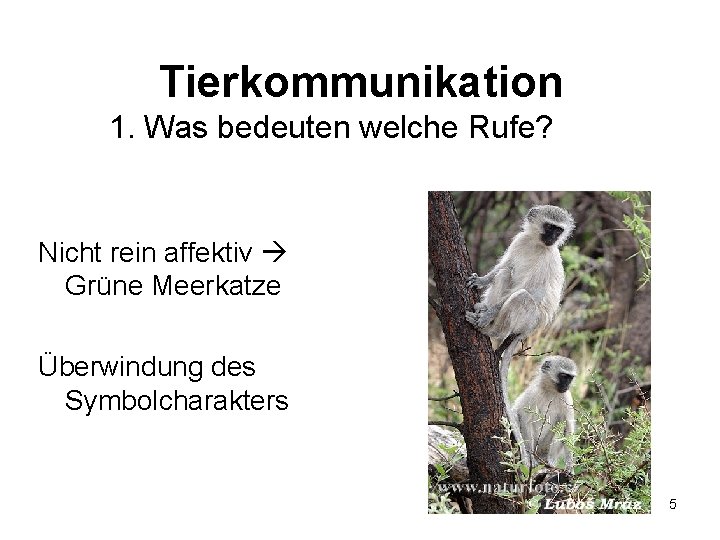 Tierkommunikation 1. Was bedeuten welche Rufe? Nicht rein affektiv Grüne Meerkatze Überwindung des Symbolcharakters