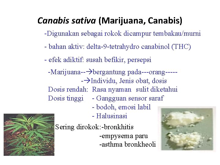 Canabis sativa (Marijuana, Canabis) -Digunakan sebagai rokok dicampur tembakau/murni - bahan aktiv: delta-9 -tetrahydro