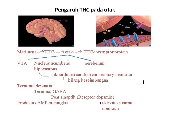 Pengaruh THC pada otak Marijuana-- THC---- otak--- THC><reseptor protein VTA Nucleus acumbens serebelum hipocampus