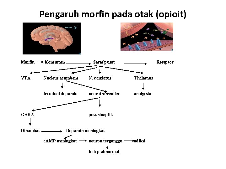 Pengaruh morfin pada otak (opioit) Morfin Konsumen Saraf pusat VTA Nucleus acumbens N. caudatus