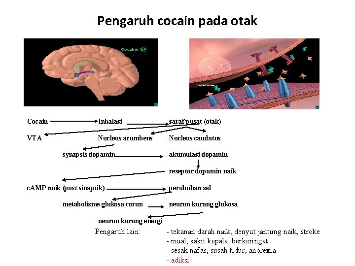 Pengaruh cocain pada otak Cocain Inhalasi saraf pusat (otak) VTA Nucleus acumbens Nucleus caudatus