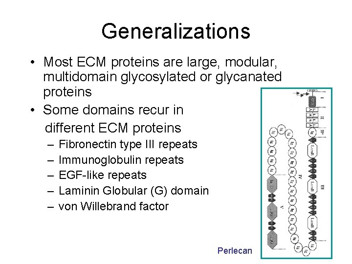 Generalizations • Most ECM proteins are large, modular, multidomain glycosylated or glycanated proteins •