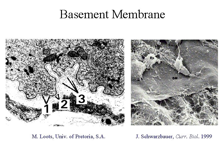 Basement Membrane M. Loots, Univ. of Pretoria, S. A. J. Schwarzbauer, Curr. Biol. 1999