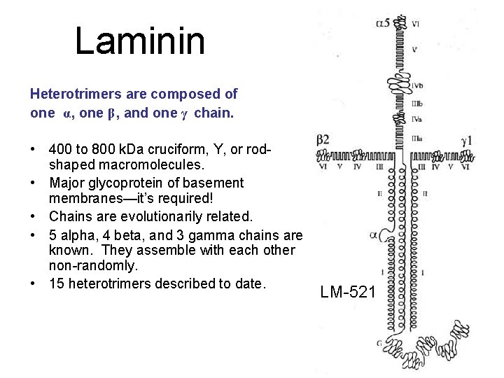 Laminin Heterotrimers are composed of one α, one β, and one γ chain. • Laminin Heterotrimers are composed of one α, one β, and one γ chain. •