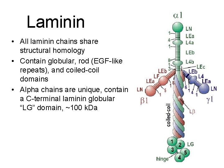 Laminin • All laminin chains share structural homology • Contain globular, rod (EGF-like repeats),