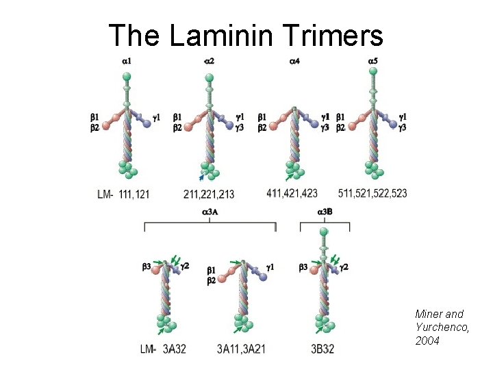 The Laminin Trimers Miner and Yurchenco, 2004 The Laminin Trimers Miner and Yurchenco, 2004