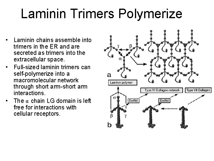Laminin Trimers Polymerize • Laminin chains assemble into trimers in the ER and are Laminin Trimers Polymerize • Laminin chains assemble into trimers in the ER and are
