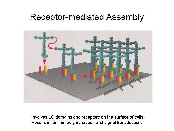 Receptor-mediated Assembly Involves LG domains and receptors on the surface of cells. Results in