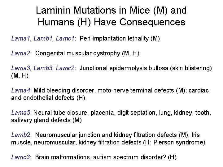 Laminin Mutations in Mice (M) and Humans (H) Have Consequences Lama 1, Lamb 1,