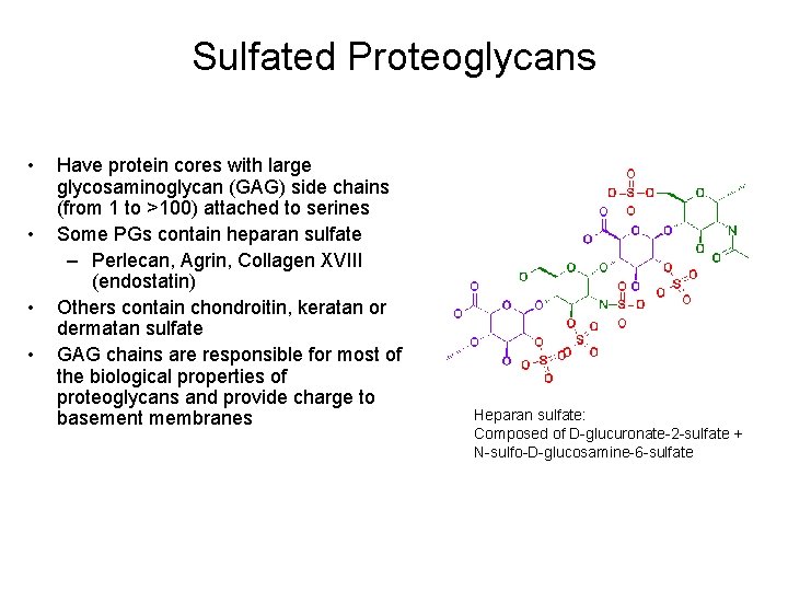 Sulfated Proteoglycans • • Have protein cores with large glycosaminoglycan (GAG) side chains (from