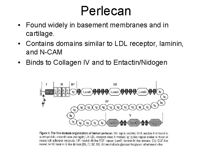 Perlecan • Found widely in basement membranes and in cartilage. • Contains domains similar Perlecan • Found widely in basement membranes and in cartilage. • Contains domains similar
