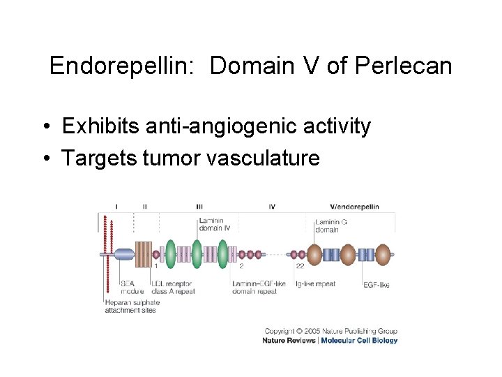 Endorepellin: Domain V of Perlecan • Exhibits anti-angiogenic activity • Targets tumor vasculature 